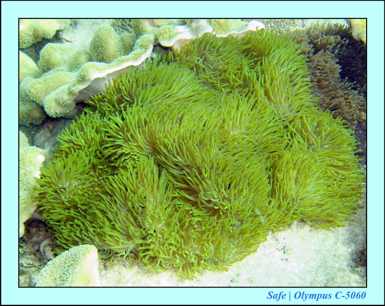 2008 - 07 - Leng Tengah - 083